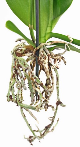 racine de Phalaenopsis