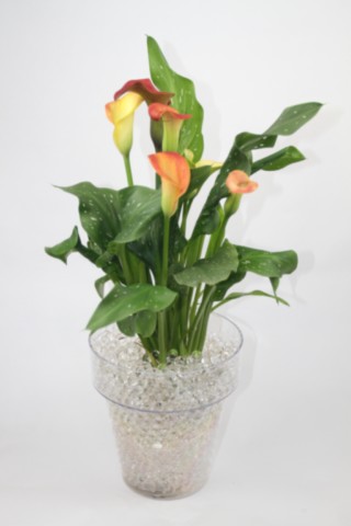 billes hydrogel transparentes