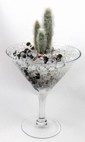 illustration cactus dans billes hydrogel noires
