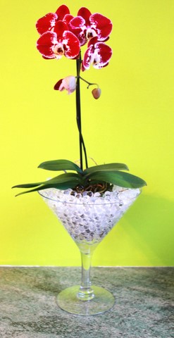 orchidée dans billes hydrogel billes d'eau